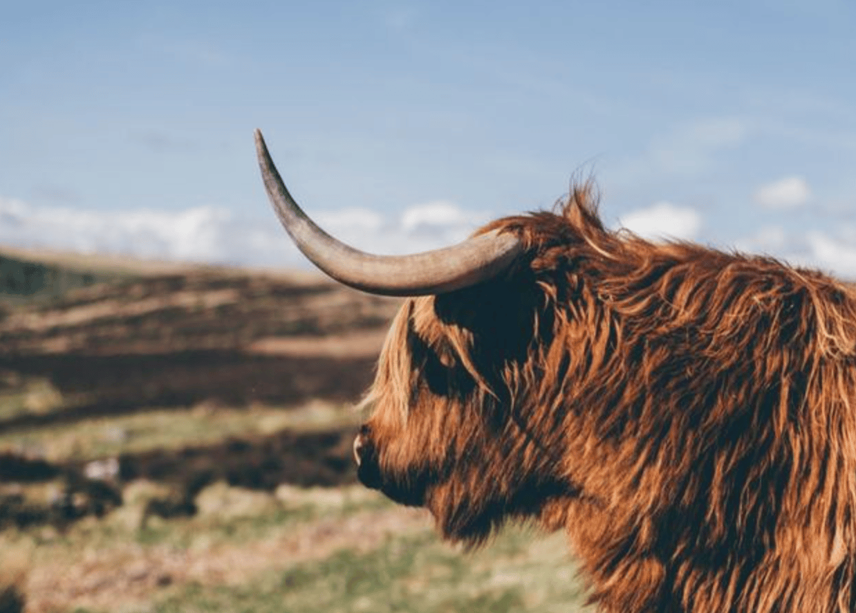 Competitor Result (Plastic Effect)