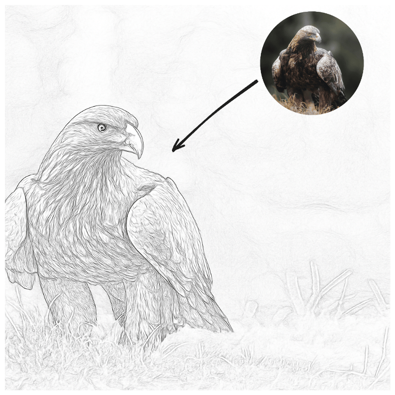 ワシの写真をラインドローイングアートに変換