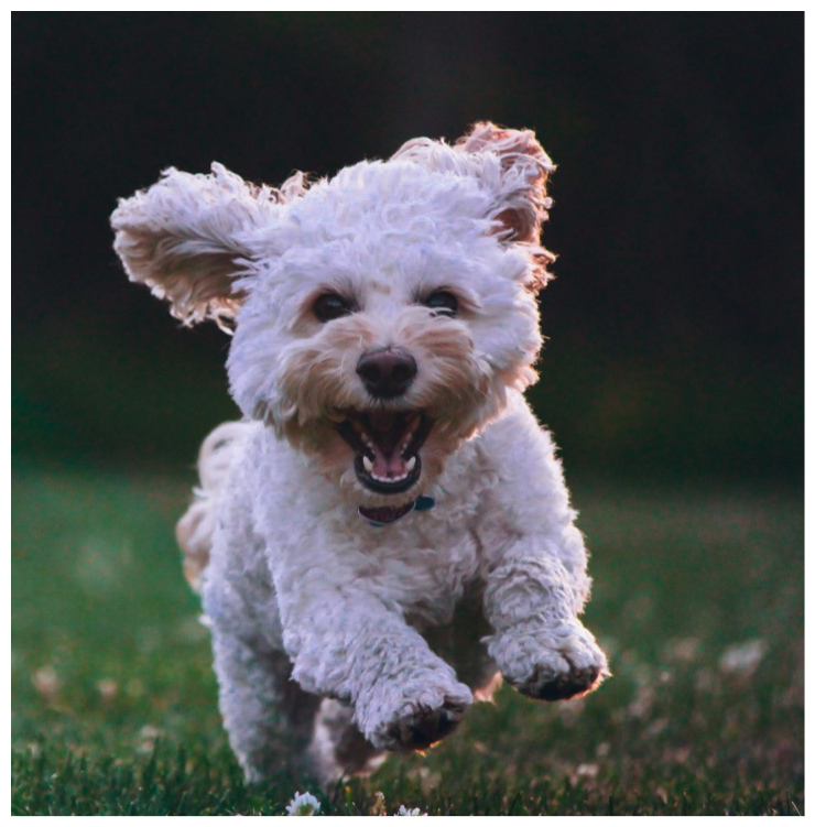 Original pet photo