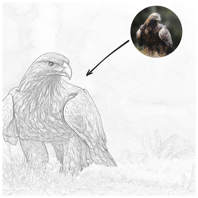 Eagle photo transformed into line drawing art